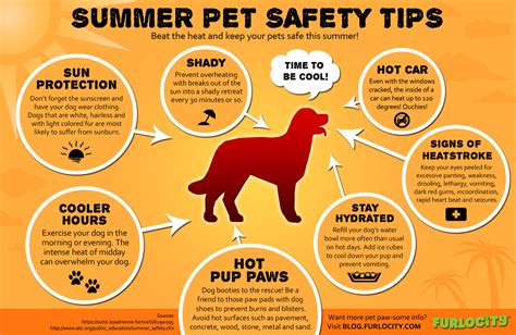 Summer Pet Safety Tips Visually