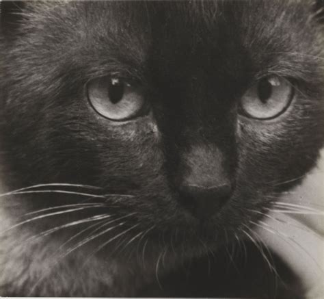 Facebook gives people the power to share and makes the world more. Siamese Cat, Paris, 1928 - Photo by André Kertész ...