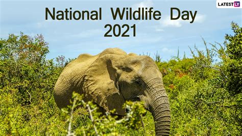 Festivals And Events News Know National Wildlife Day 2021 Date Theme