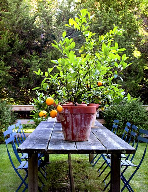 How To Grow A Lemon Tree In A Pot Beautiful House