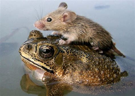 We All Need Someone To Lean On Unusual Animal Friendships Unlikely