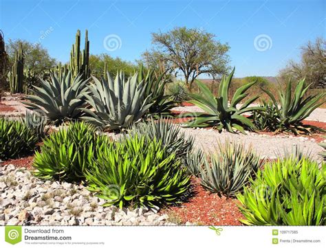 Garden Of Cacti Agaves And Succulents Tula De Allende Mexico Stock