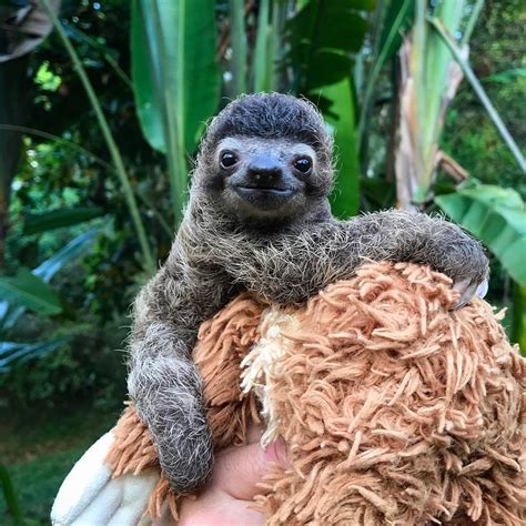 Coyote Peterson Helps A Rescued Baby Sloth Go Poo In The
