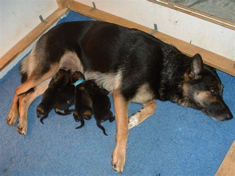 At 2 to 4 weeks of age, a around 12 to 16 weeks old, those baby teeth fall out, and by the time pups are 6 months old, they. Urgent puppies being born now - Page 2 - German Shepherd ...