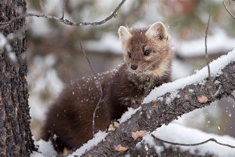 5 Tips For Photographing Wildlife In The Snow Nature Ttl