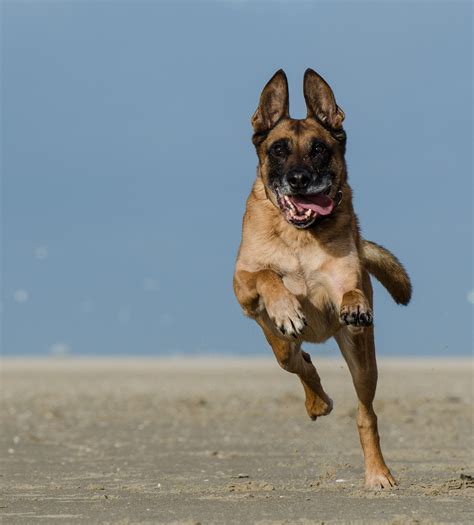 Fotos Gratis Playa Animal Masculino Mascota Vertebrado Expresión