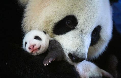 Cute Panda Baby Overjoyed As Mom Caresses Him