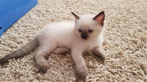 Ragdoll Beautiful Quality Kittens Available For Sale Adoption From Nova