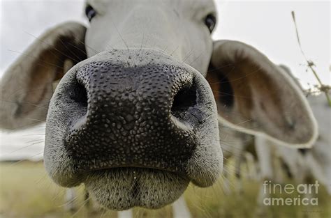 Cow Nose Photograph By Cindy Bryant Fine Art America