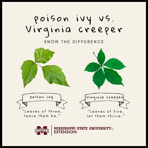 Poison Ivy Vs Virginia Creeper Mississippi State University