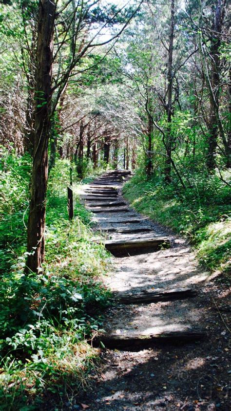 Woodland Steps Source Beautiful Forest Forest Path Woodland