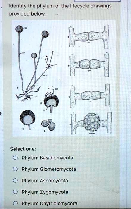Solved Identify The Phylum Of The Lifecycle Drawings Provided Below