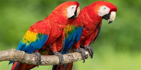 Birds That Mate For Life 15 Monogamous Bird Species ️