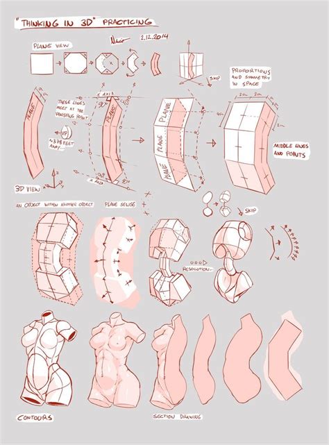 Pin By Peter Attia On Anatomy Drawing References Figure Drawing