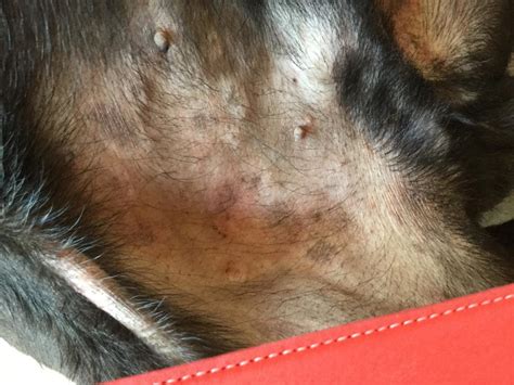 My Mastiffborder Collie Mix Starts To Get These Scaly Lesions On Him