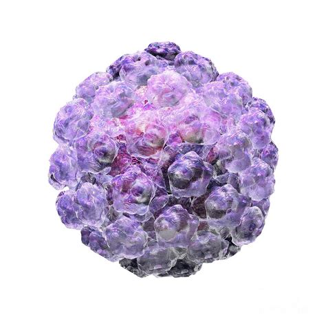 Human Papilloma Virus Pictures