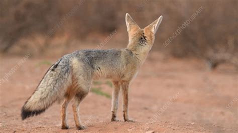 Cape Fox Adult At Dawn Stock Video Clip K0098041 Science Photo