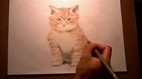 Dibujando Gato Arte Realista Youtube