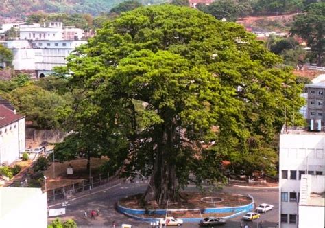 The Cotton Tree In Freetown Sierra Leone Amusing Planet