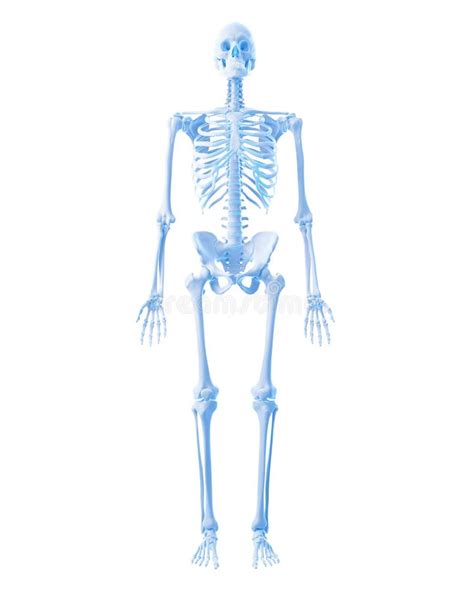 Full Frontal Skeleton Stock Illustration Illustration Of Body 18760822
