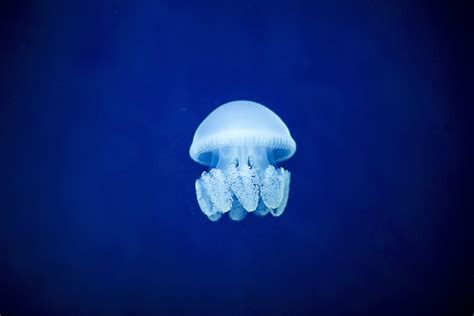Animals Jellyfish Underwater World Hd Wallpaper Pxfuel