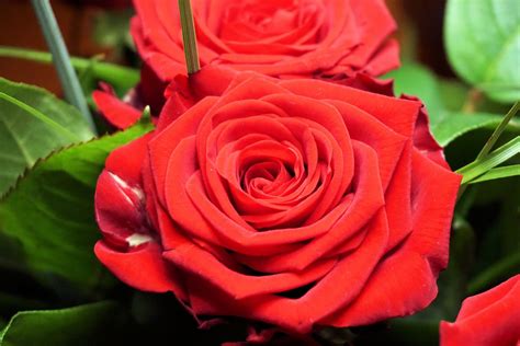 Fotos Gratis Naturaleza Flor Pétalo Florecer Rojo Símbolo Romance Romántico Rosado