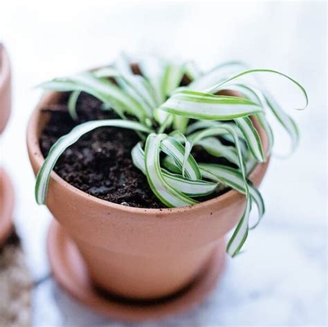 1 part filtered sand & 1 part vermicompostlittle amount bone meal + neem cake + nutrientssome fungicide this potting mix is prescribed by p. 25 Best Plants For Balcony Garden in India - PlantDecors Blog