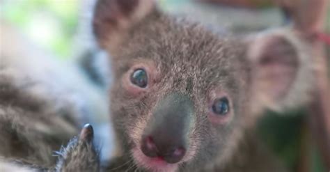 Baby Koala Born At Australian Zoo Will Steal Your Heart Huffpost