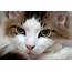 30 Adorable Photographs Of Cats  Stockvaultnet Blog