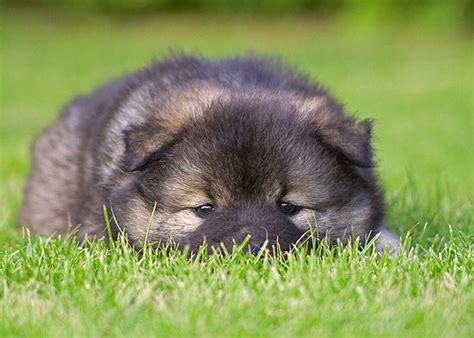 Eurasier Dog Breed Information Pictures And Facts