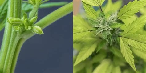 Cannabis Sexing Identify Early Signs Of Male Plant
