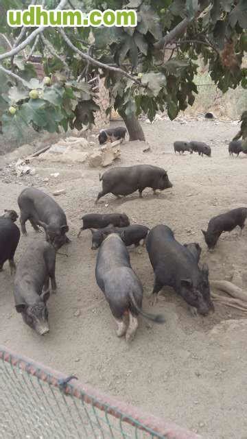 Vendo Cerdos Vietnamita Adultos