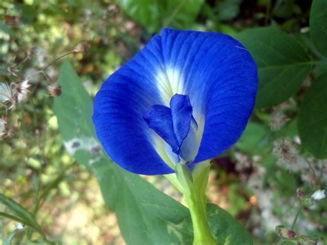 The flower is famous in various asian countries, such as burma, thailand, vietnam, malaysia, china, and india. File:Clitoria ternatea butterfly pea flower at ...
