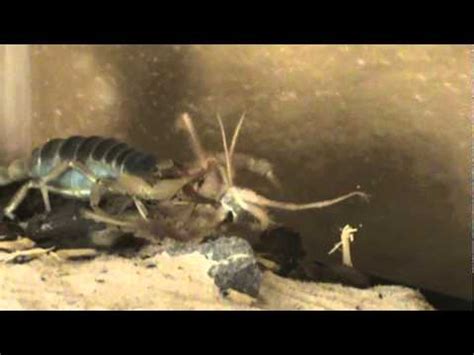 Giant camel spider catching and eating mouse. Scorpion Owns Camel Spider Pt. 2 - YouTube
