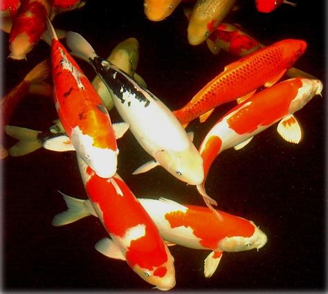 Amaze Pics And Vids Koi Fish Or Japanese Carp Colourful Photos