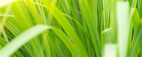 Your daily values may be higher or lower depending on your calorie needs. Lemongrass Essential Oil Uses and Benefits | AromaWeb