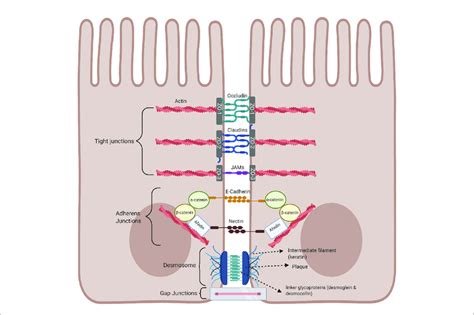 Intestinal Epithelial Cell Junctional Proteins Tight Junctions Are