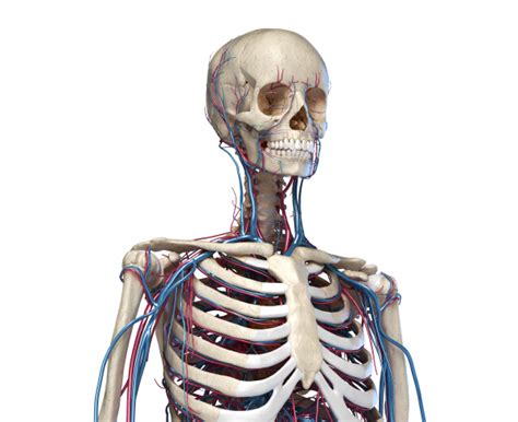 Human Torso Anatomy Skeleton With Veins And Arteries Stock Photo
