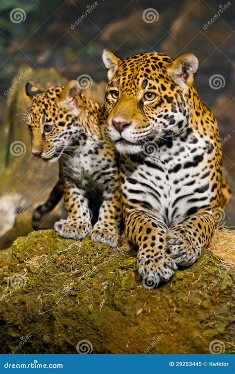 Jaguar Cubs Stock Image Image Of Feline Closeup Color 29253445