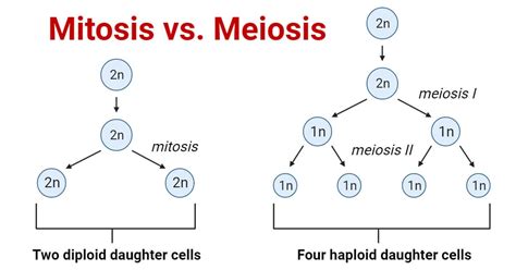 Meiosis Process Diagram Conlieimants