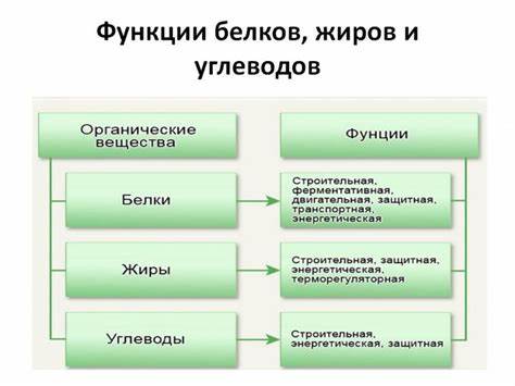Диета из углеводов и жиров