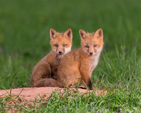The Twins Red Fox Kits Pose For The Camera On Their Den Jerry Am