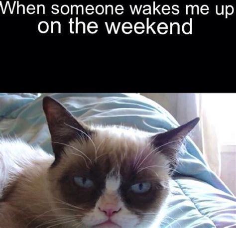Grumpy Cat Being Woken Up On The Weekend Grumpy Cat Frozen Grumpy