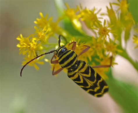 Yellow And Black Striped Bug Megacyllene Robiniae Bugguidenet