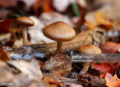 Little Brown Mushrooms Also Known As Lbms Rest On The Forest Floor