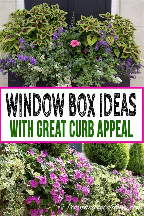 These flowers are known for their heat resistance and prefer warmbest flowers for full sun | heat. Flower Box Ideas: 10 Ways To Create Beautiful Window Boxes ...