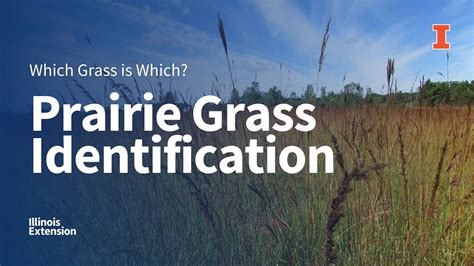 Prairie Grass Identification Which Grass Is Which Webinar Series Youtube