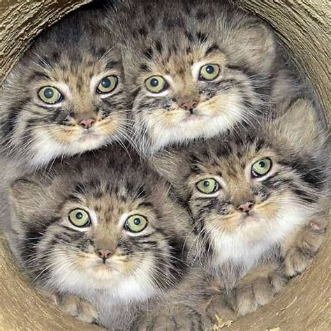 The palla's cat is just a little cat. Pin on Pallas/Manul Cat