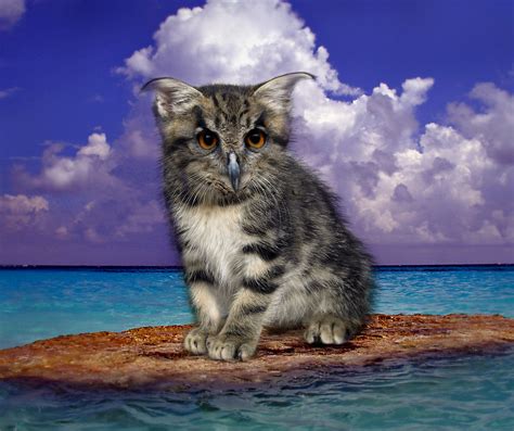 Owlcat | Jay Free | Flickr