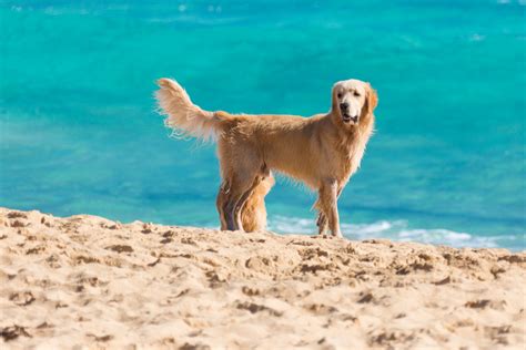 Dog On The Beach Free Stock Photo Public Domain Pictures